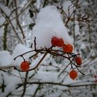 Rote Beeren im Schnee