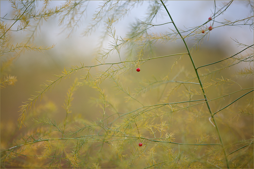 Rote Beeren im Spargelfeld