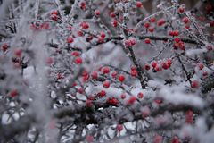 Rote Beeren im trüben Licht