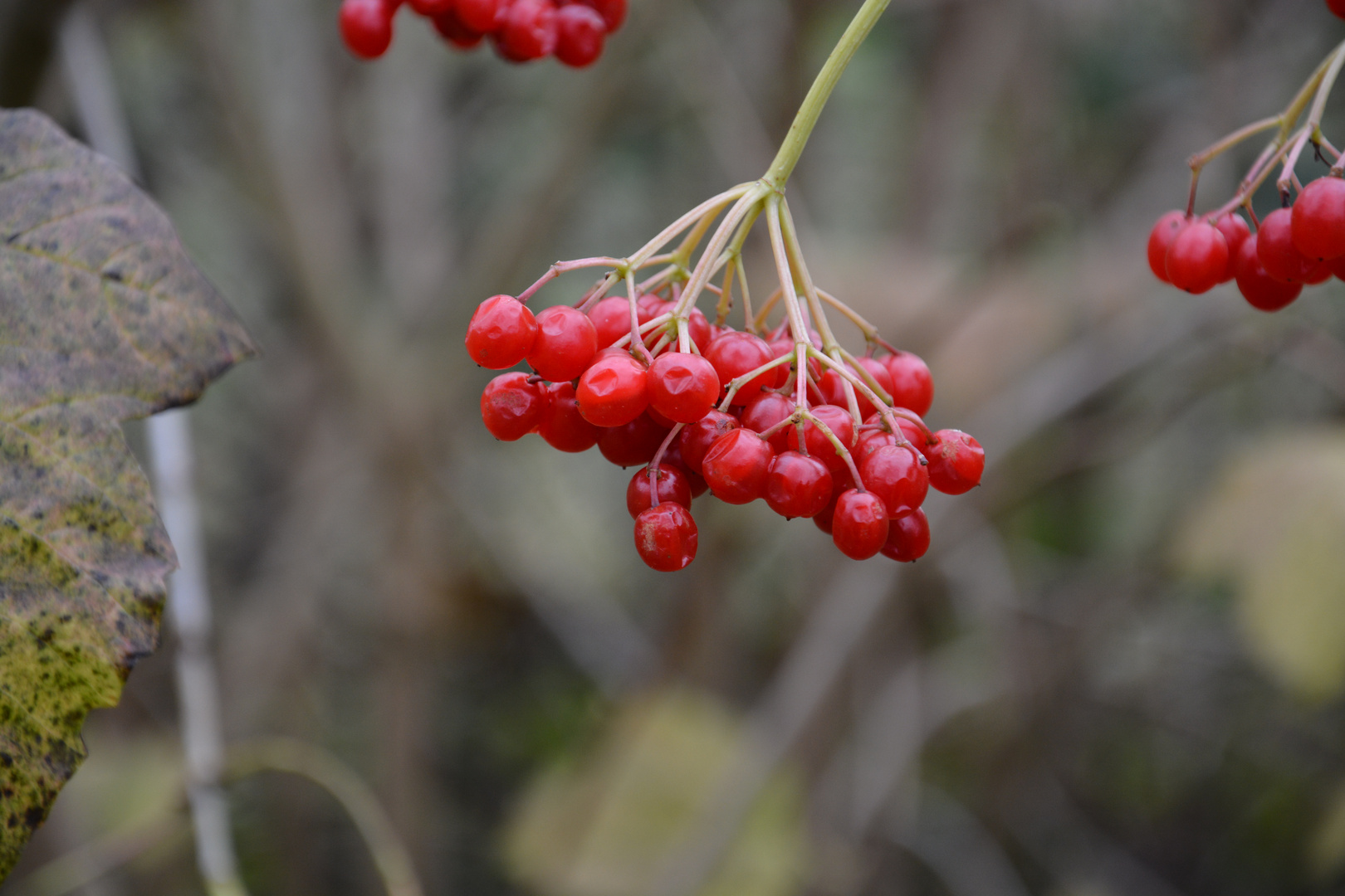 Rote Beeren im Walde