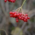 Rote Beeren im Walde