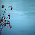 Rote Beeren im Winterhimmel