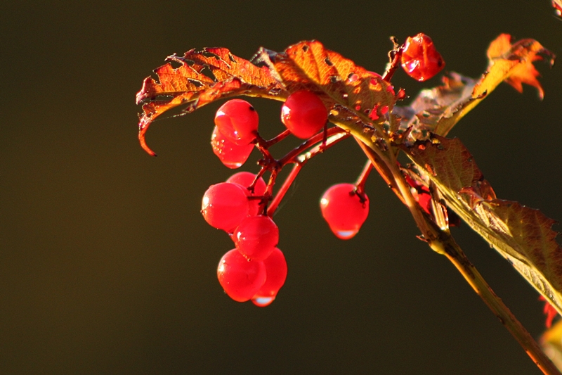 Rote Beeren in der Morgensonne