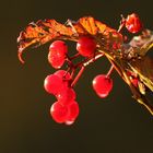 Rote Beeren in der Morgensonne