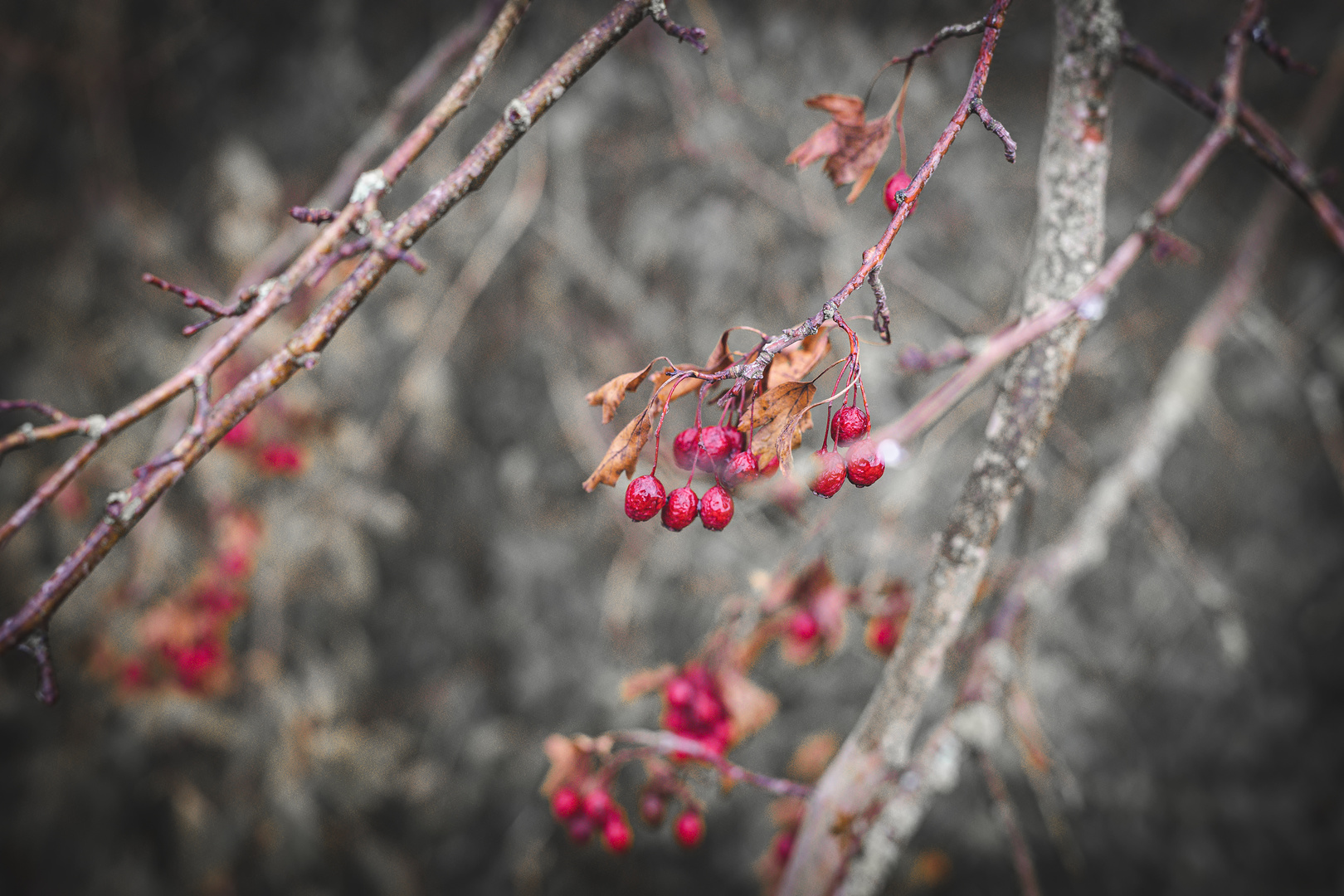 rote beeren in einem kahlen winterlichen baum