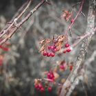 rote beeren in einem kahlen winterlichen baum