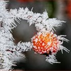 Rote Beeren in Eisnadeln gefangen