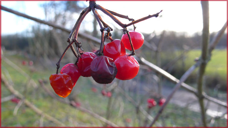 Rote Beeren in Freiburg (Lumix DMC-LX2) Makro