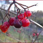 Rote Beeren in Freiburg (Lumix DMC-LX2) Makro