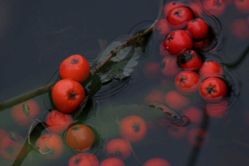 Rote Beeren in schwarzem Moorwasser