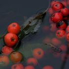 Rote Beeren in schwarzem Moorwasser