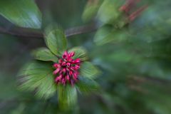 Rote Beeren in ZOOMgrün