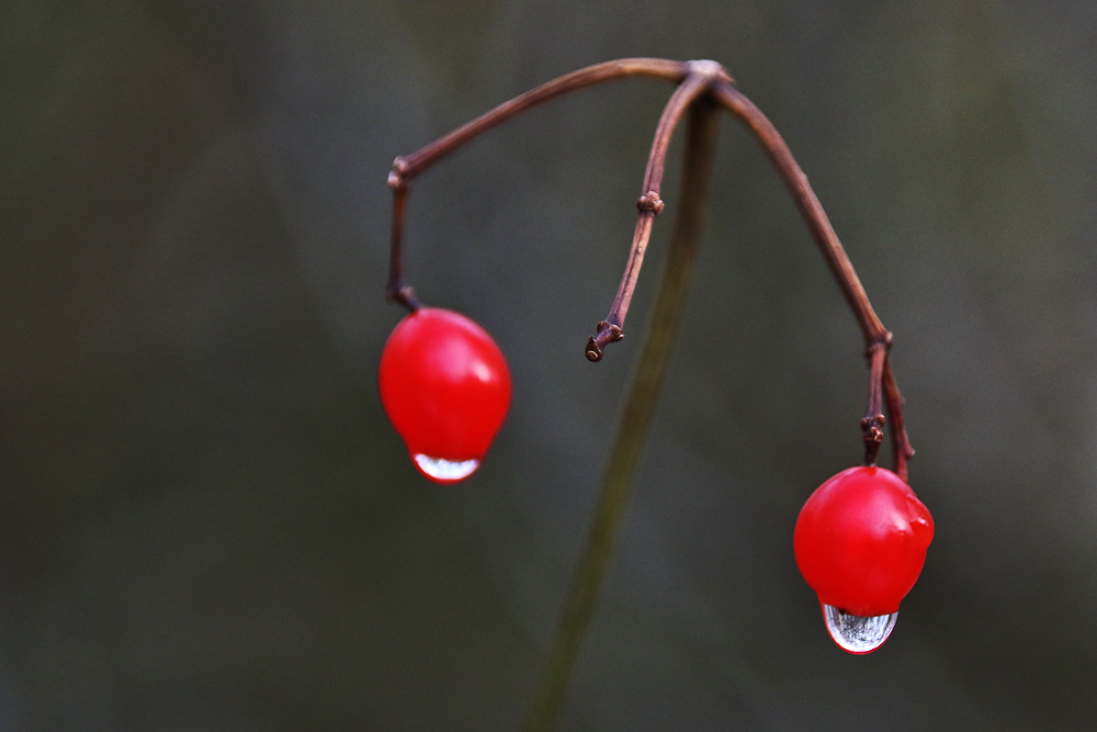 rote Beeren mit Tropfen