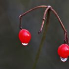 rote Beeren mit Tropfen