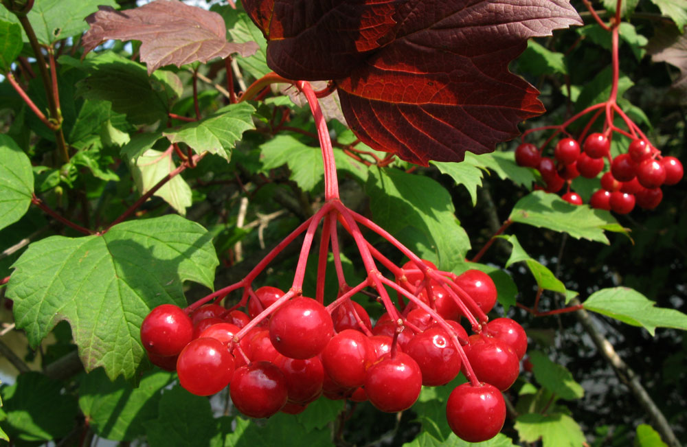 ROTE BEEREN(GIFTIG?ABER SCHÖN)