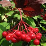 ROTE BEEREN(GIFTIG?ABER SCHÖN)