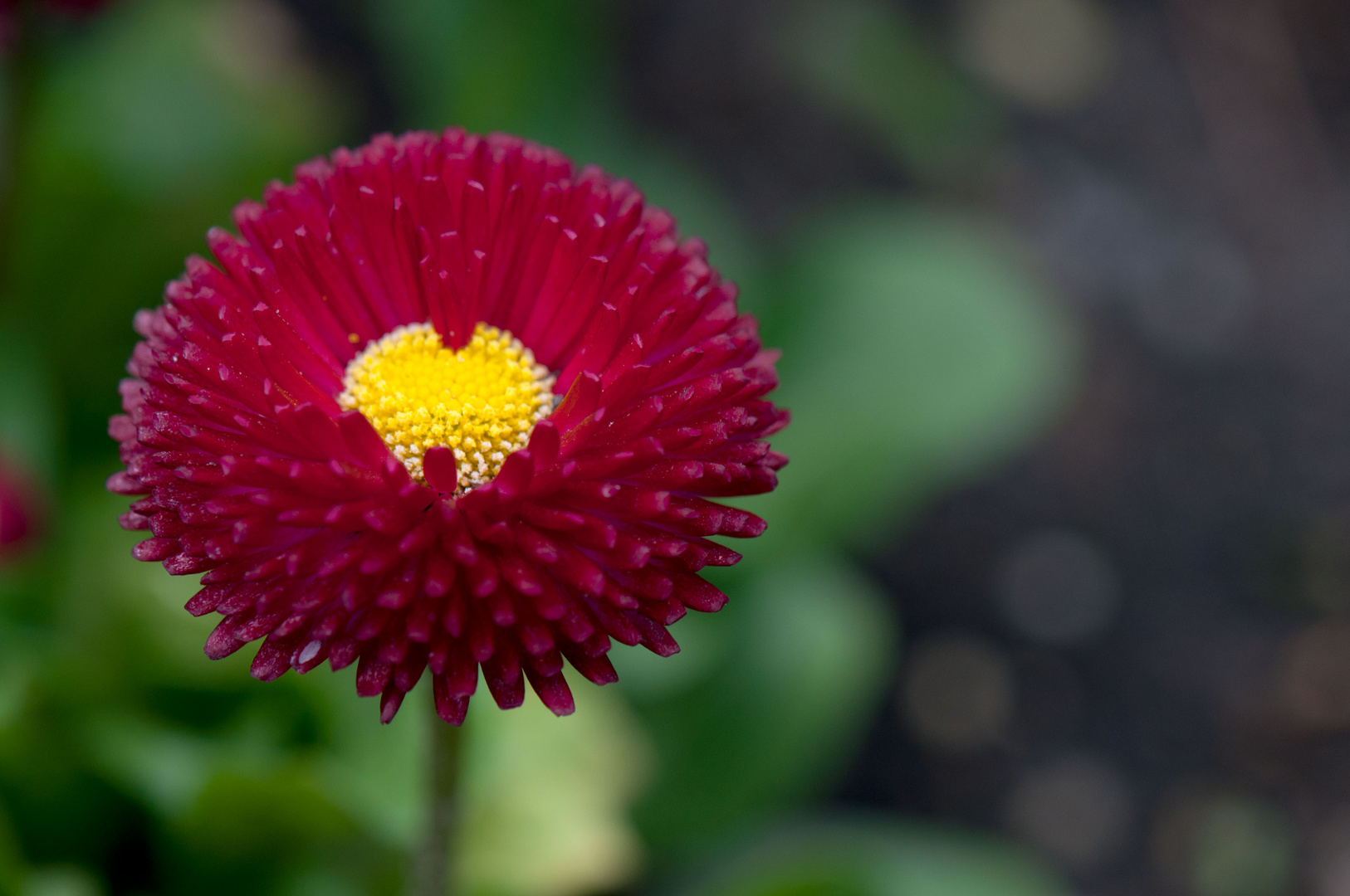 rote Bellis mit gelbem Auge