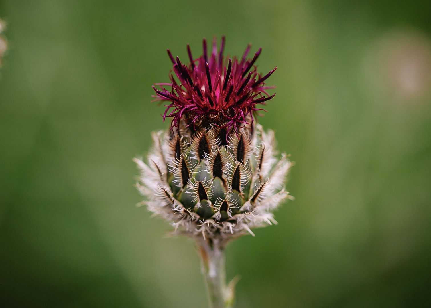 Rote Berg Flockenblume