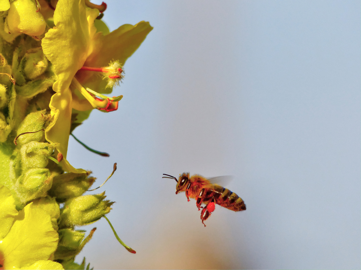 Rote Bienen-Höschen und gelbe Königskerzenblüten