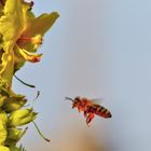 Rote Bienen-Höschen und gelbe Königskerzenblüten