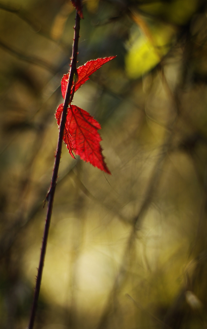 Rote Blätter