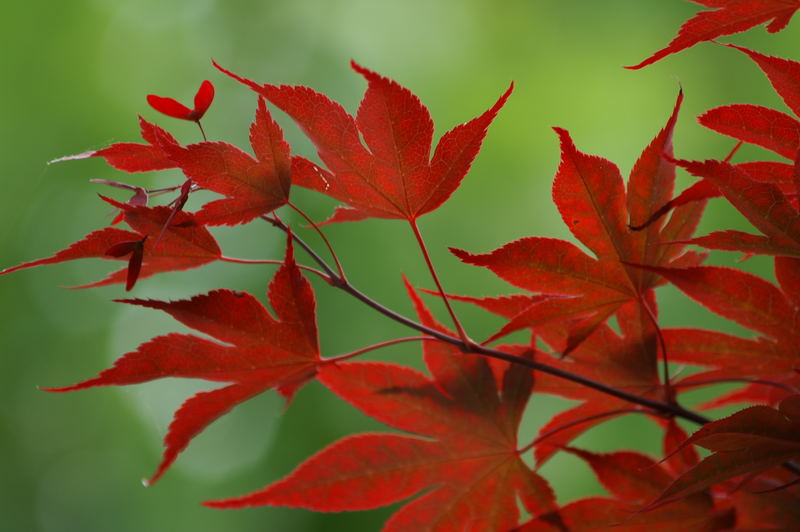 rote Blätter