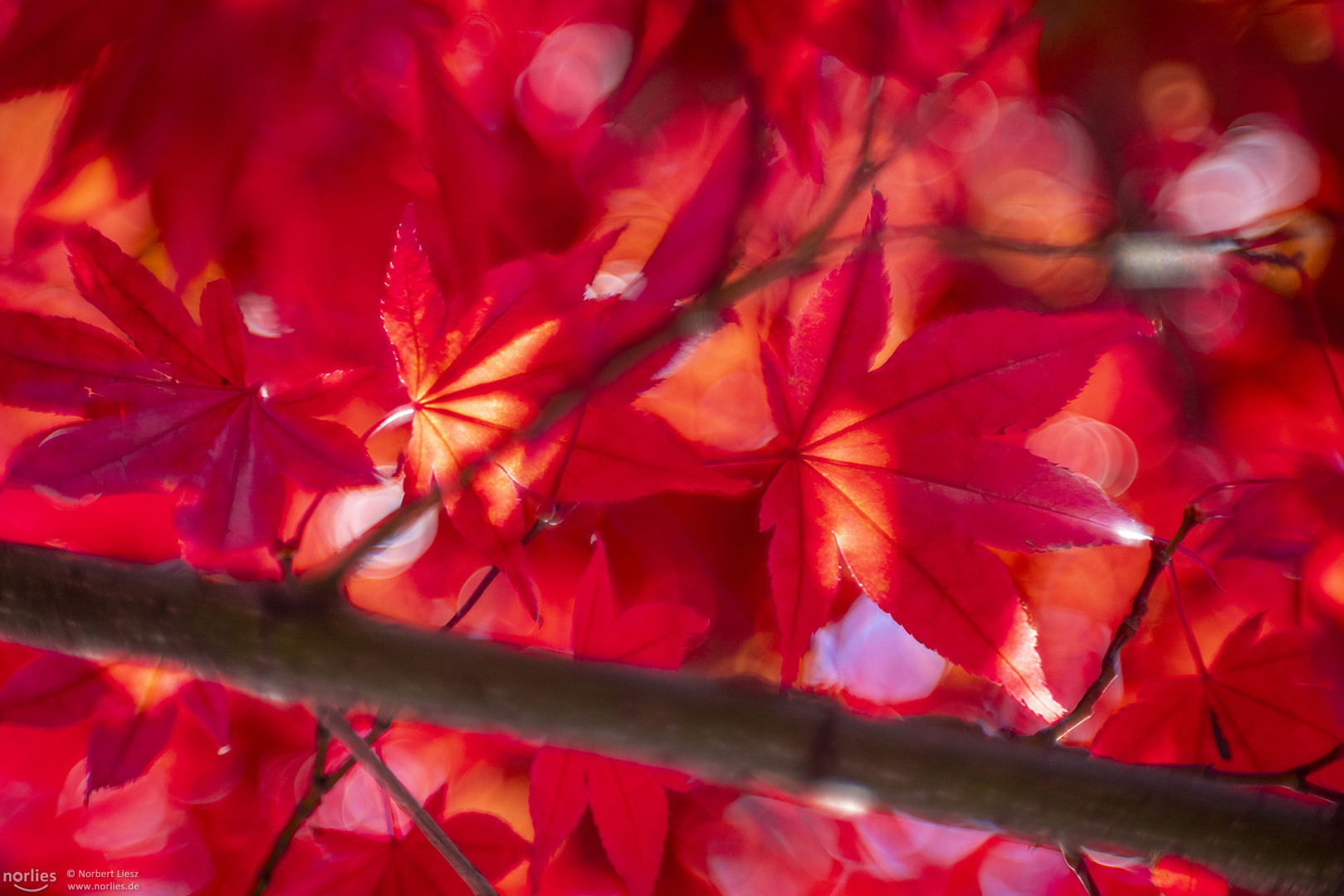 Rote Blätter