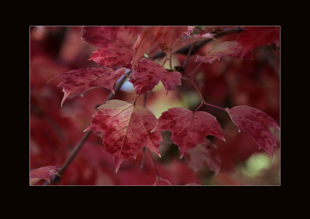 Rote Blätter 