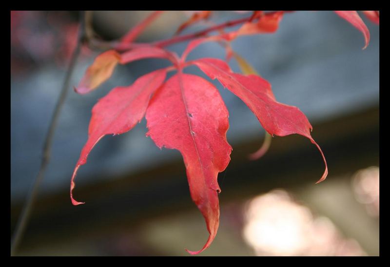 rote Blätter