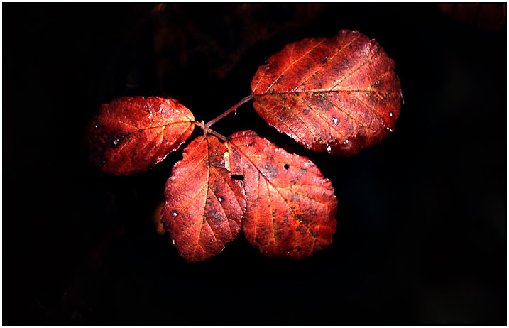 rote blätter