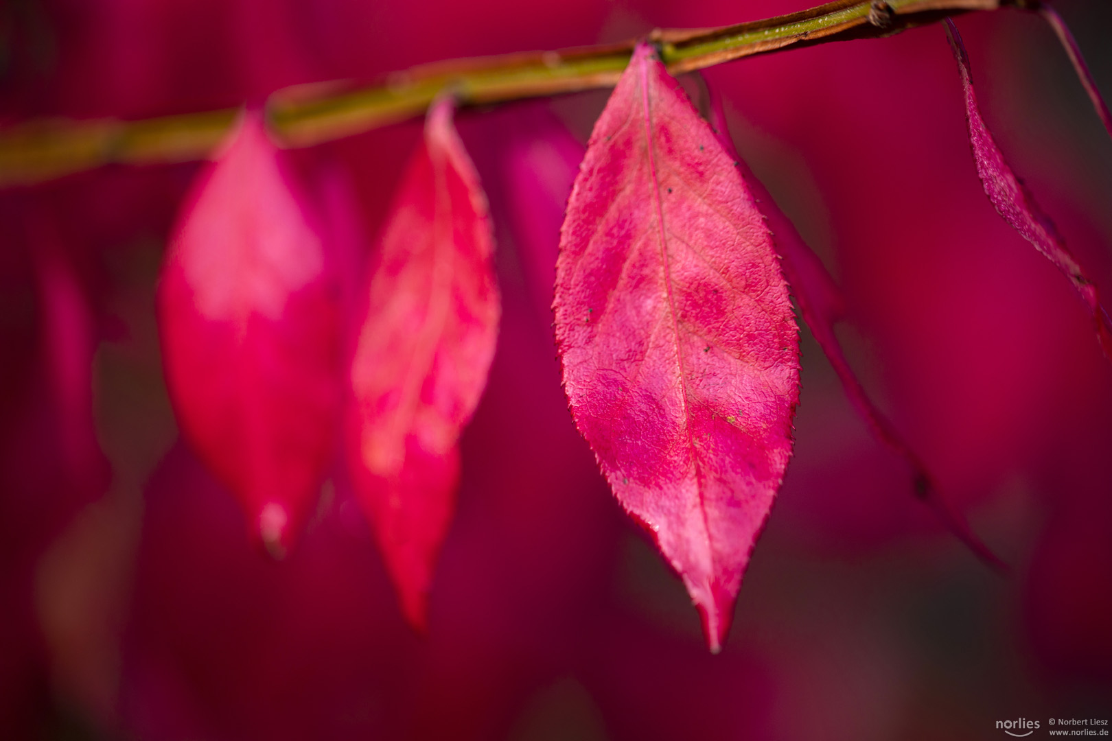 Rote Blätter