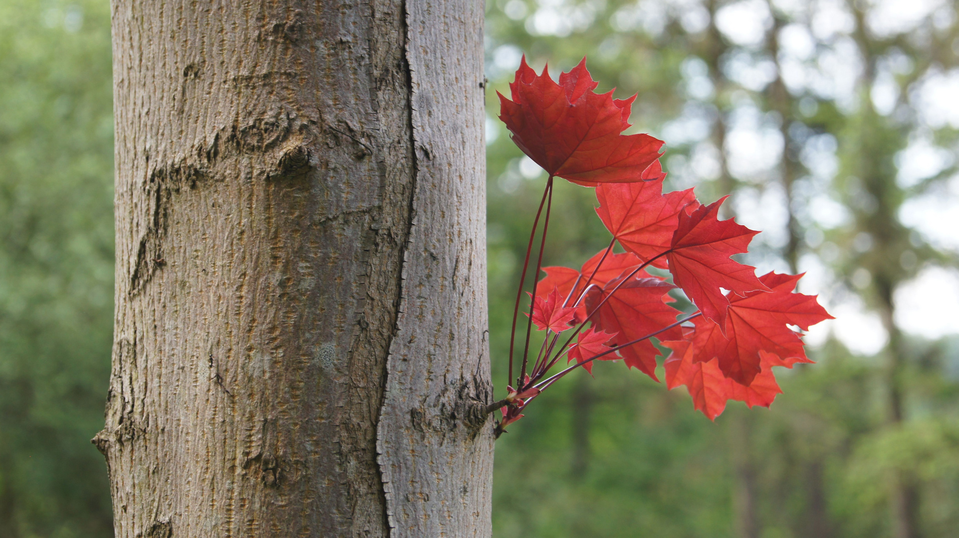 Rote Blätter