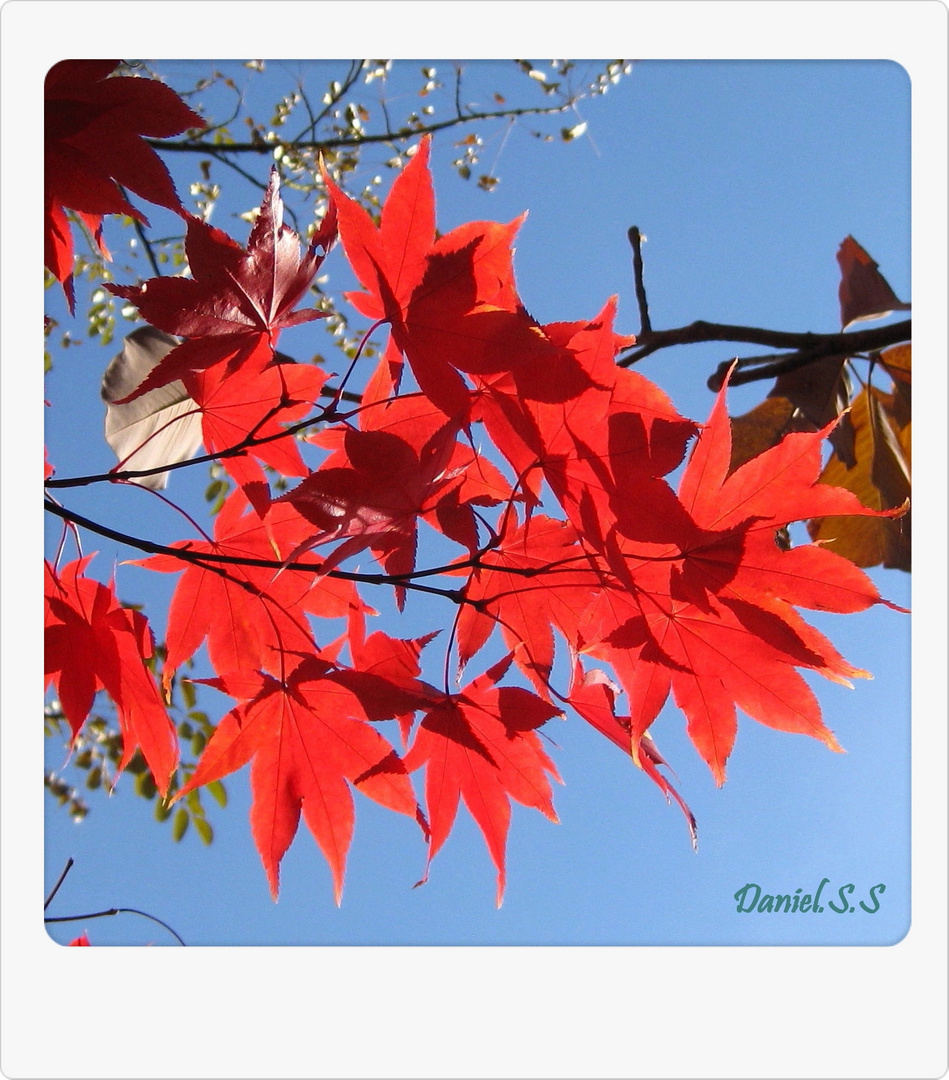 Rote Blätter -Ahorn (Acer Rubrum)