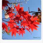 Rote Blätter -Ahorn (Acer Rubrum)