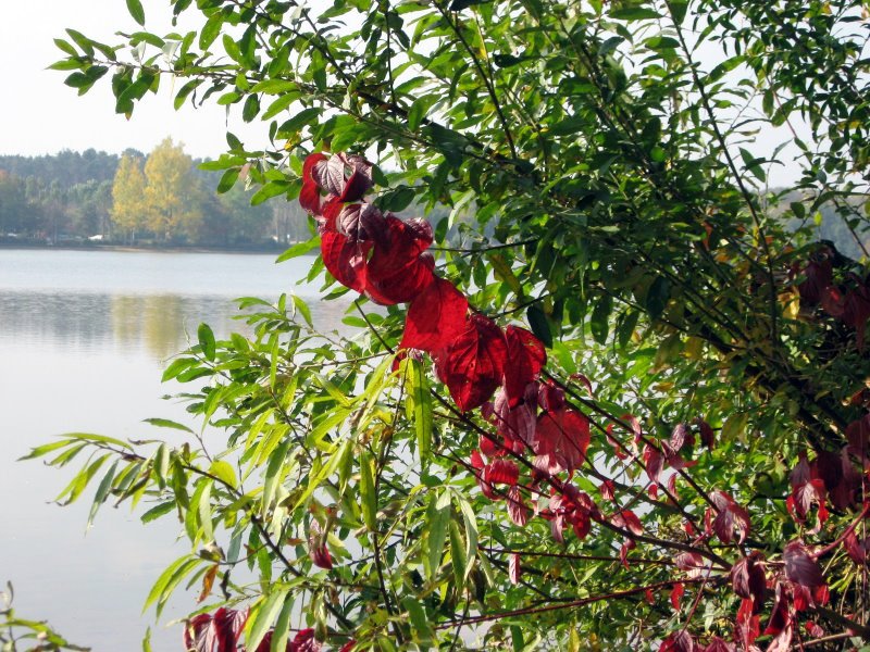 Rote Blätter am Dechsendorfer Weiher