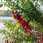 Rote Blätter am Dechsendorfer Weiher