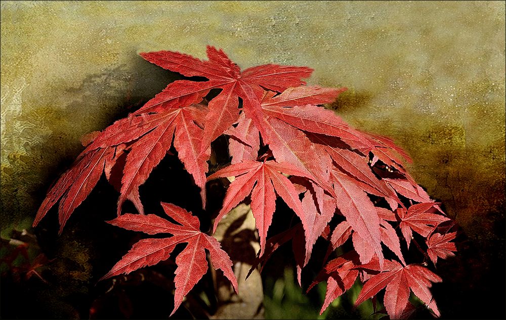 Rote  Blätter