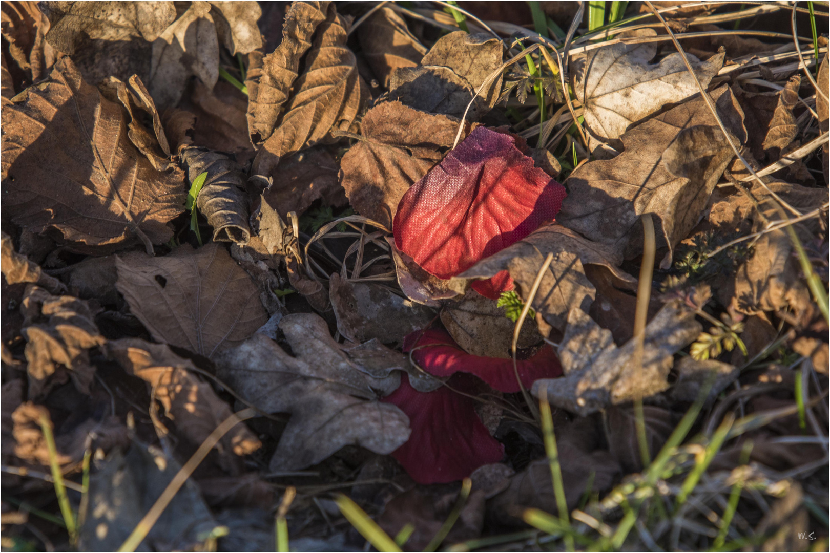 rote Blätter