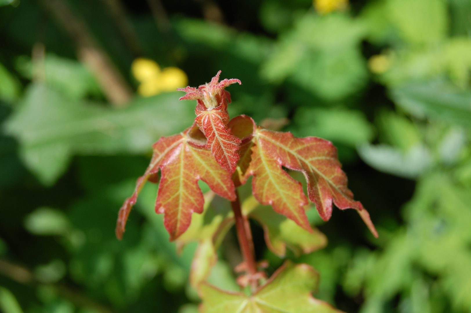 Rote Blätter