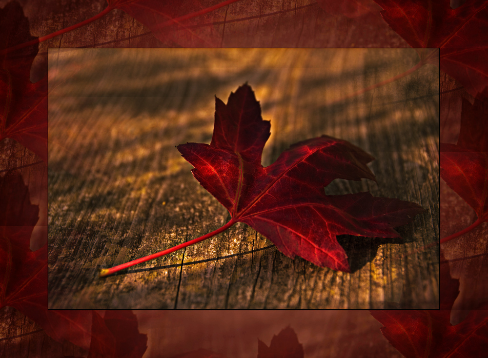 Rote Blätter fallen....