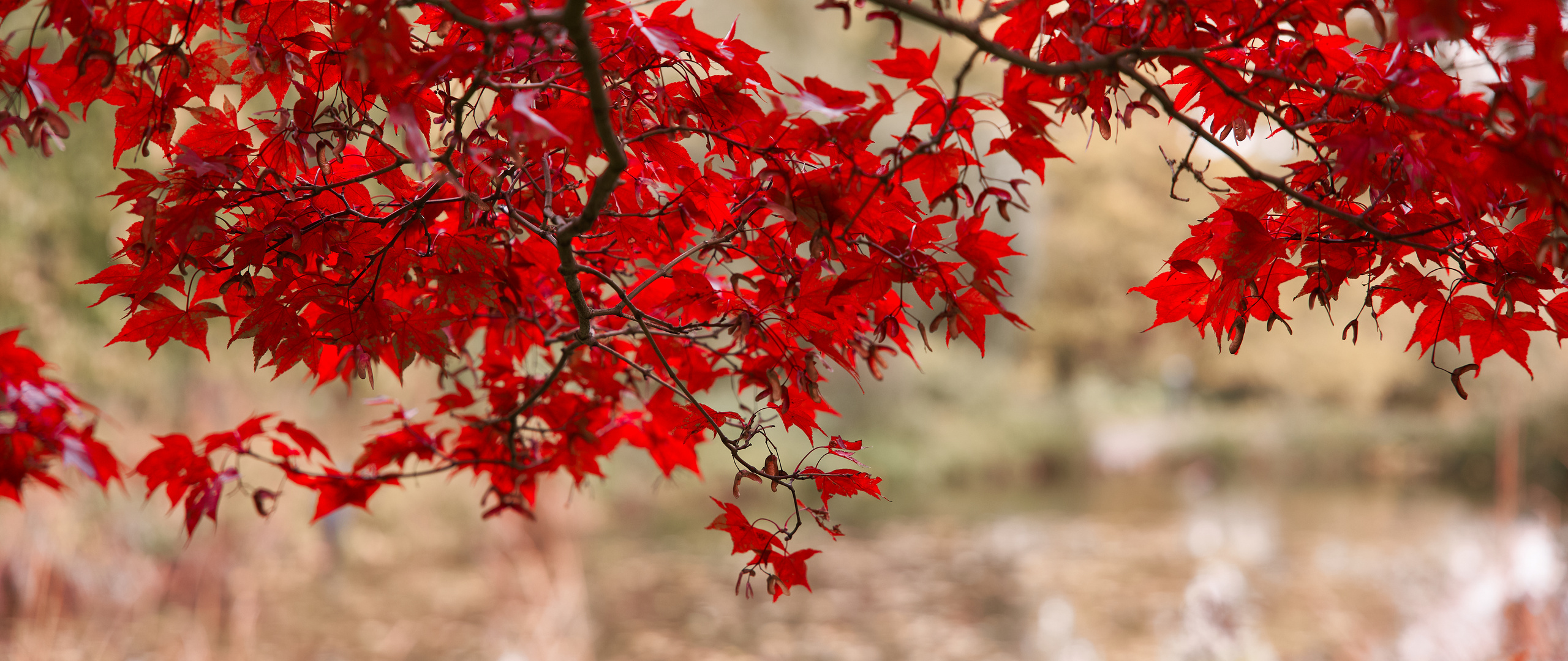 rote Blätter im Herbst