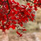 rote Blätter im Herbst