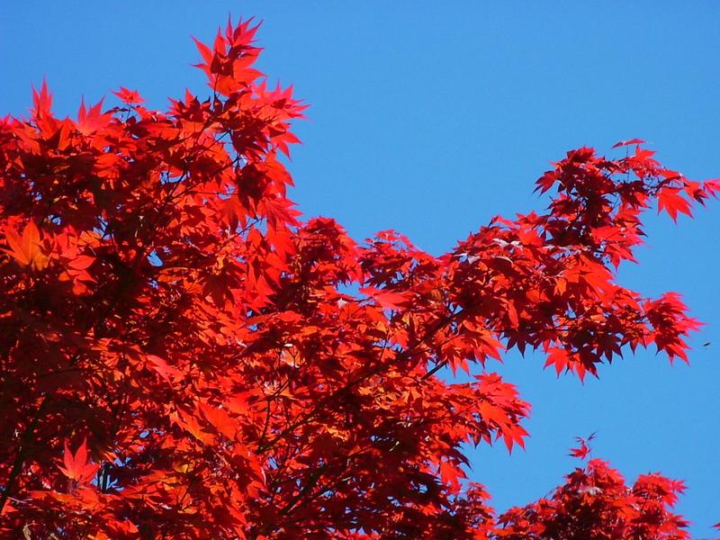 Rote Blätter im Sonnenschein