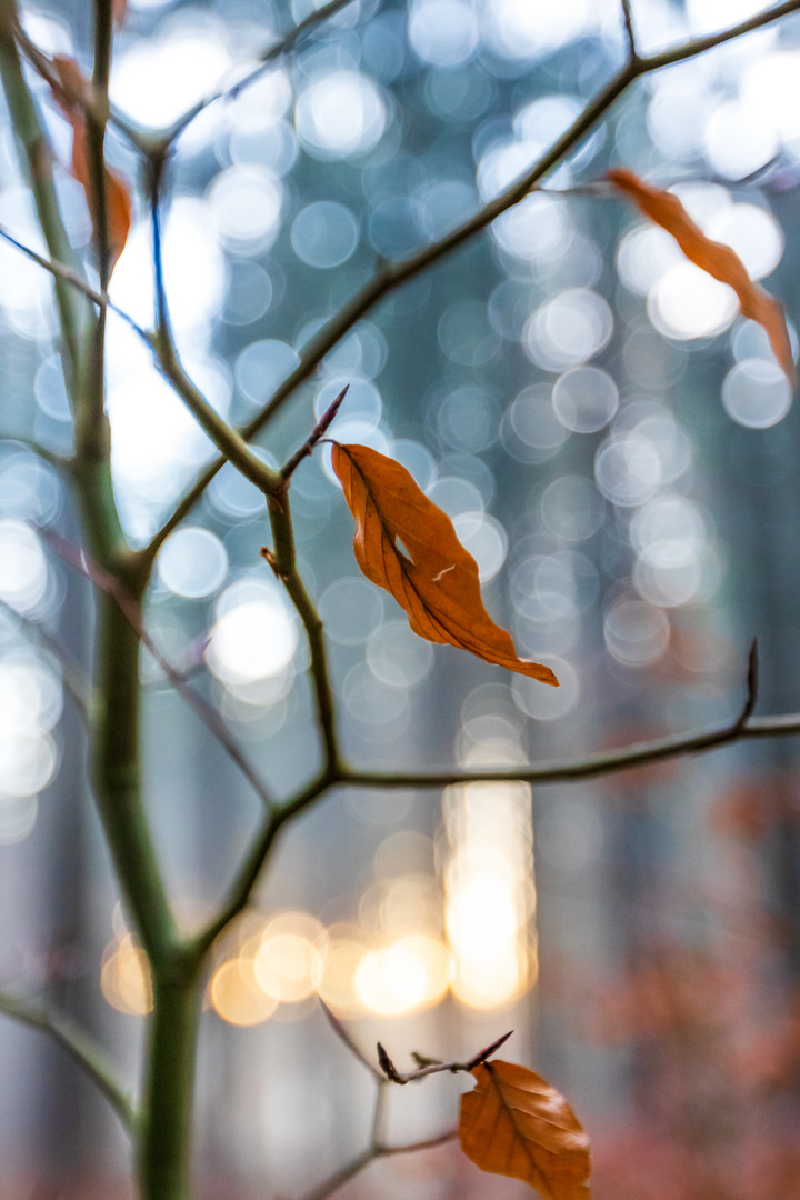 rote Blätter im Winter