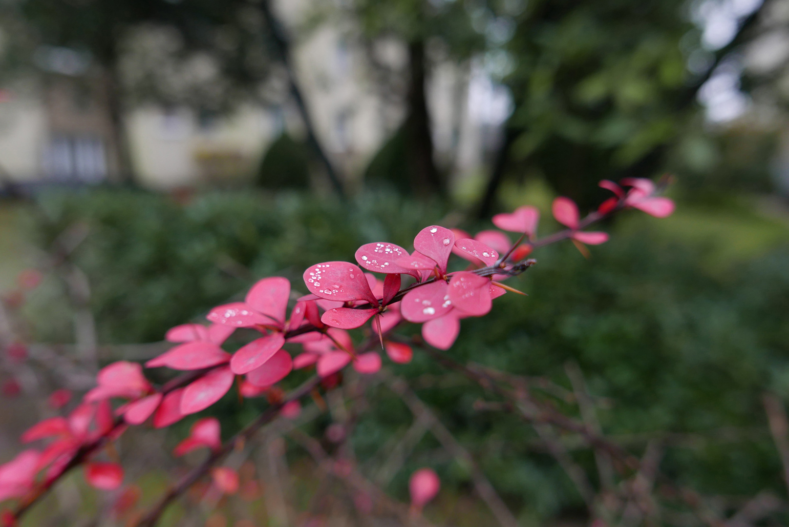 rote Blätter mit Tropfen