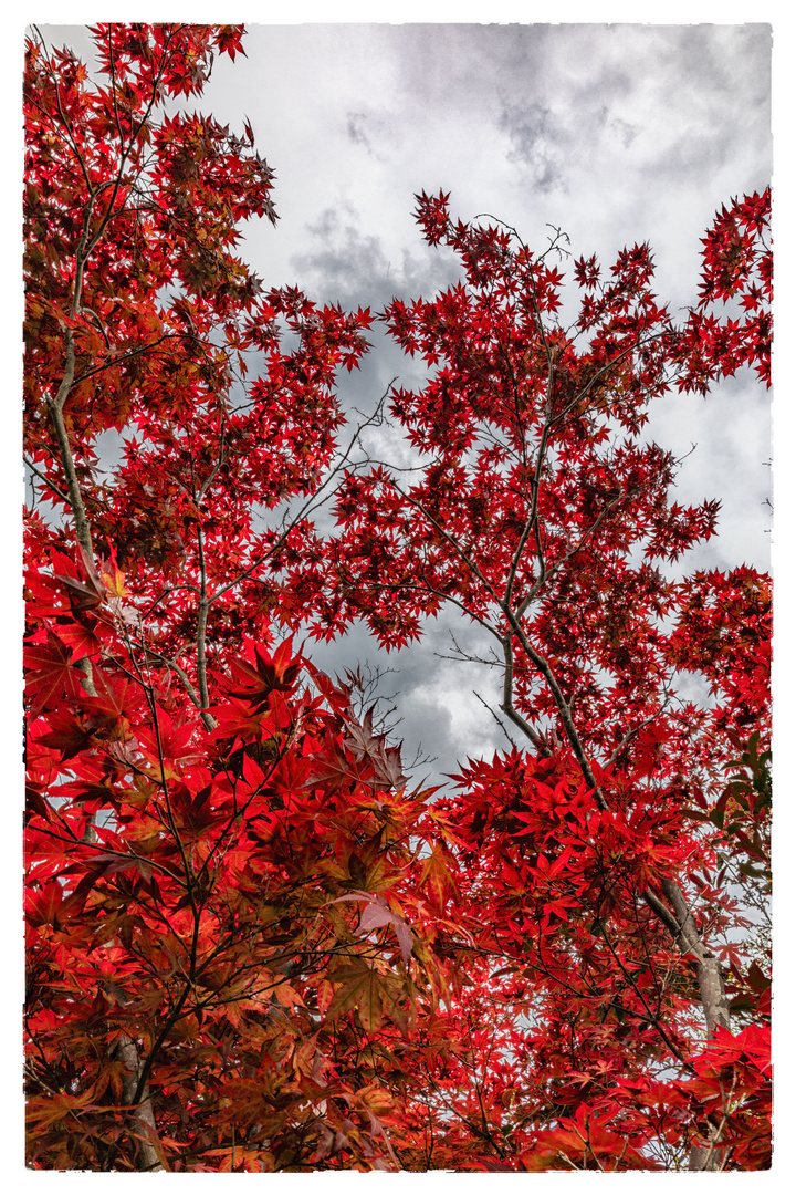 Rote Blätter vor grauem Himmel-2