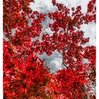 Rote Blätter vor grauem Himmel-2