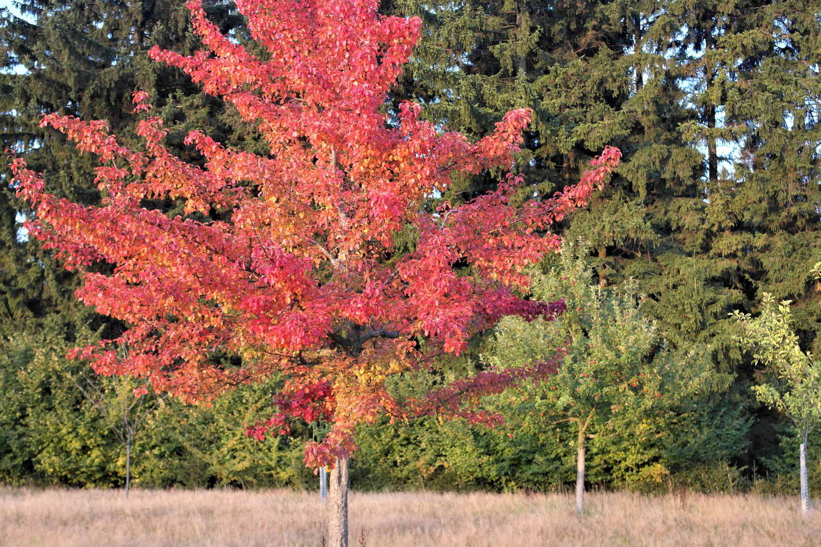 Rote Blätter,rote Äpfel