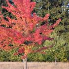 Rote Blätter,rote Äpfel