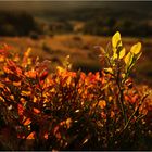 Rote Blaubeerblätter im Abendlicht...